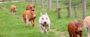 piglets-running