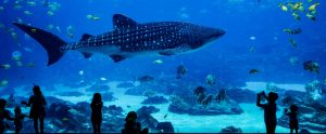 shark-at-aquarium