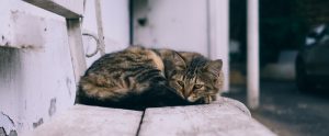 stray-cat-laying-outside