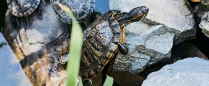 turtle-on-rocks