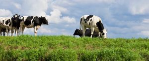 cows-in-bright-field