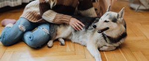 cuddling-with-husky