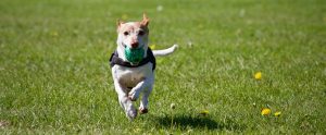 dog-playing-ball-in-field