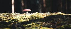 mushroom-in-a-forest