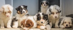 puppies-in-a-row