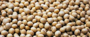 soybeans