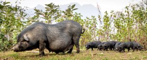 wild-pigs-mountain-background