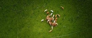 aerial-view-of-cows