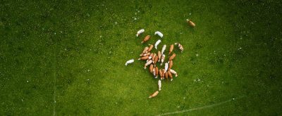 aerial-view-of-cows