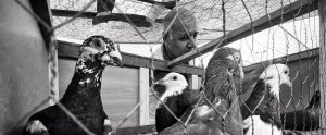 black-and-white-pigeon-coop
