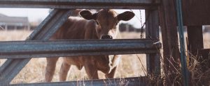calf-behind-fence