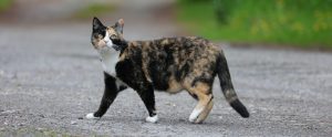 calico-cat-on-street