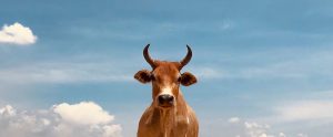 cow-staring-from-sky