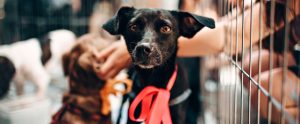 dog-adoption