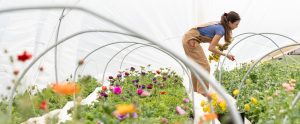farmer-picking-flowers