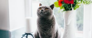 flat-faced cat