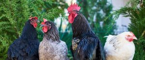 four-chickens-in-a-row