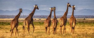 giraffes-in-the-wild
