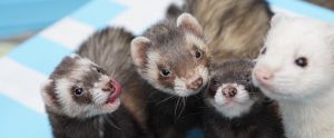 group-of-ferrets