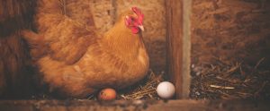 hen-with-her-eggs