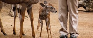 zookeeper with deer