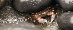 crab-hiding-between-rocks