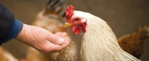 hand-feeding-chicken