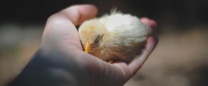 holding-a-baby-chicken