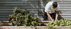 man-tending-to-vegetable-garden
