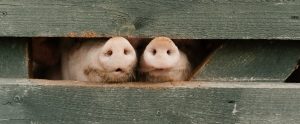 pig-noses-sticking-out-of-fence