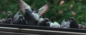 pigeons-on-windowsill