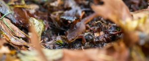 salamander-in-nature