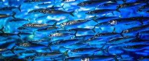 school-of-tiny-silver-fishes