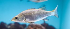 silver-fish-in-water