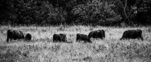 black-and-white-cow-grazing