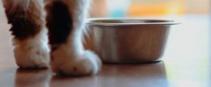cat-feet-with-bowl