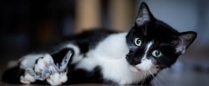 cat-playing-with-toy