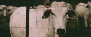 cows-on-brazilian-farm