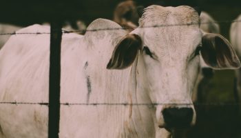 cows-on-brazilian-farm