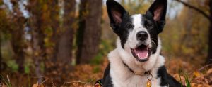 dog in nature park