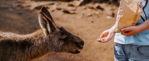 feeding-kangaroo