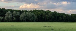 field-with-forest
