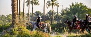 horses-in-iraq