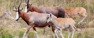 blesbok herd