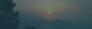 flying v of birds going into the sunset