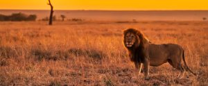 lion-in-savanna