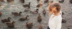 little-kid-watching-ducks
