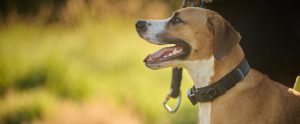 mixed-breed-dog-looking-into-distance