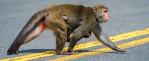 monkeys-crossing-road