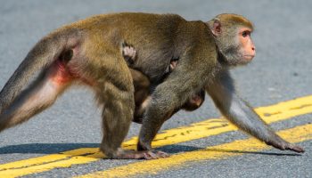monkeys-crossing-road